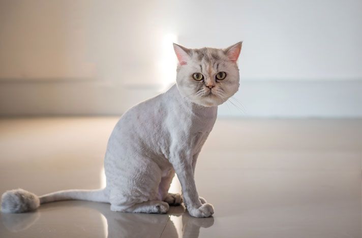 a white cat sitting on top of a shiny floor