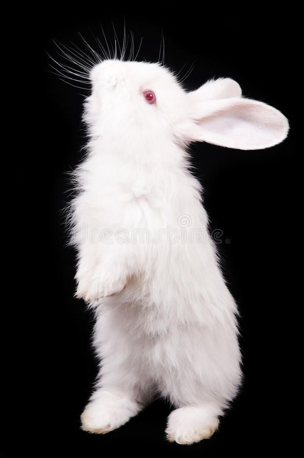 a white rabbit standing on its hind legs