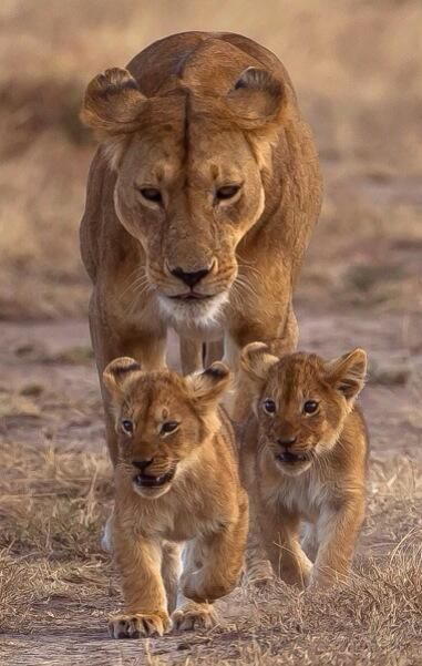 two young lions are walking together in the grass with their mother, who is looking on