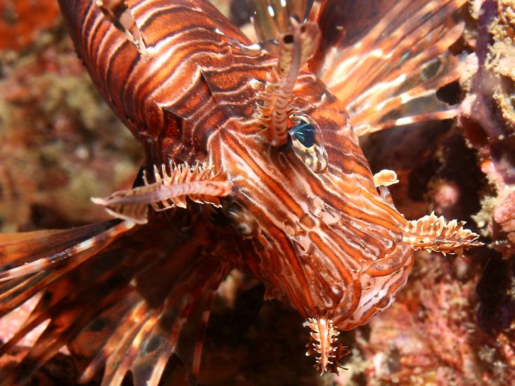 a close up of a fish on a coral