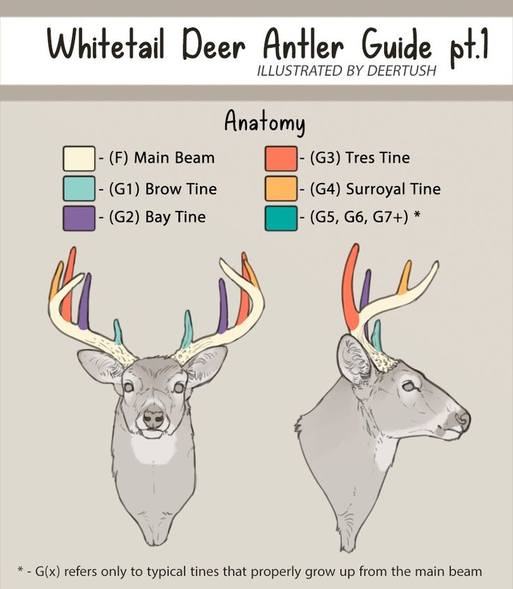 an antelope's head with different colored antlers on it and the description below