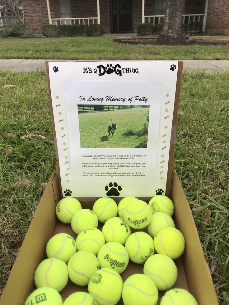 a box full of tennis balls sitting on the grass in front of a dog training sign