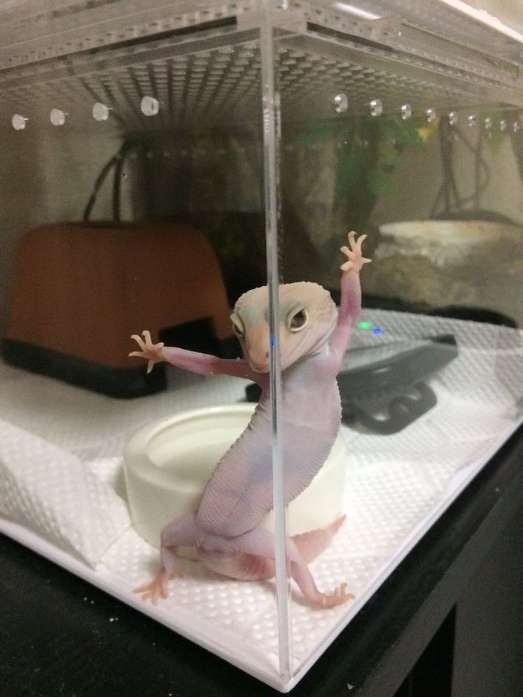 a gecko is standing on its hind legs in a glass case with other items behind it