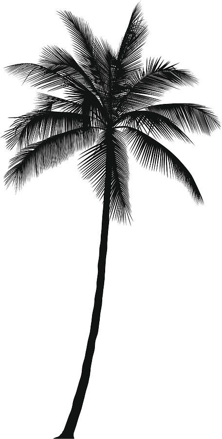 a black and white photo of a palm tree