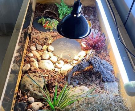 a garden with rocks and plants in a wooden box on top of a window sill