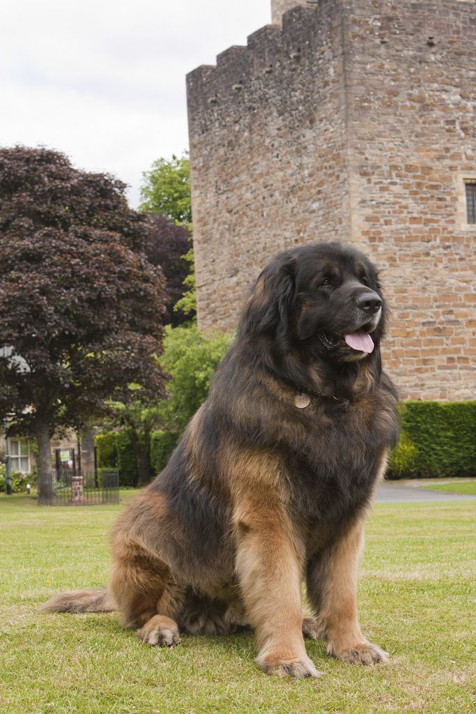 a large brown and black dog sitting on top of a lush green field next to a tall brick building