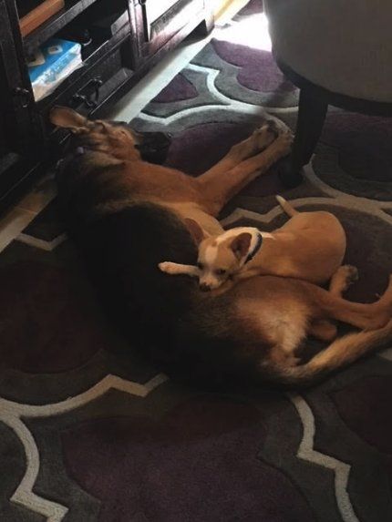 two dogs are laying on the floor in front of a television and entertainment center, one is curled up with his head on another dog's back