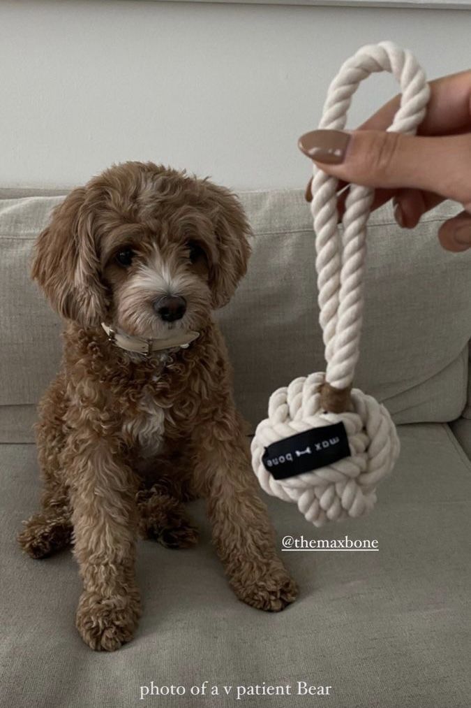 a brown dog sitting on top of a couch next to a white rope with a tag