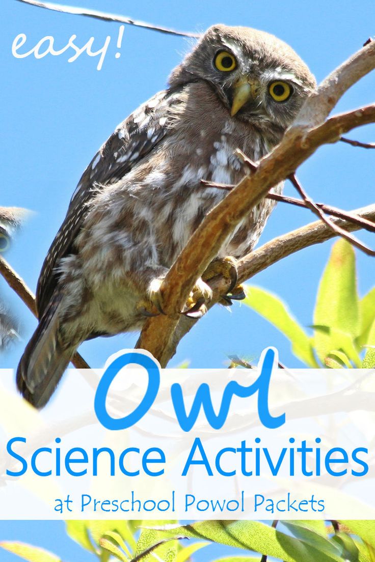 an owl sitting on top of a tree branch with the words owl science activities at preschool powol packets