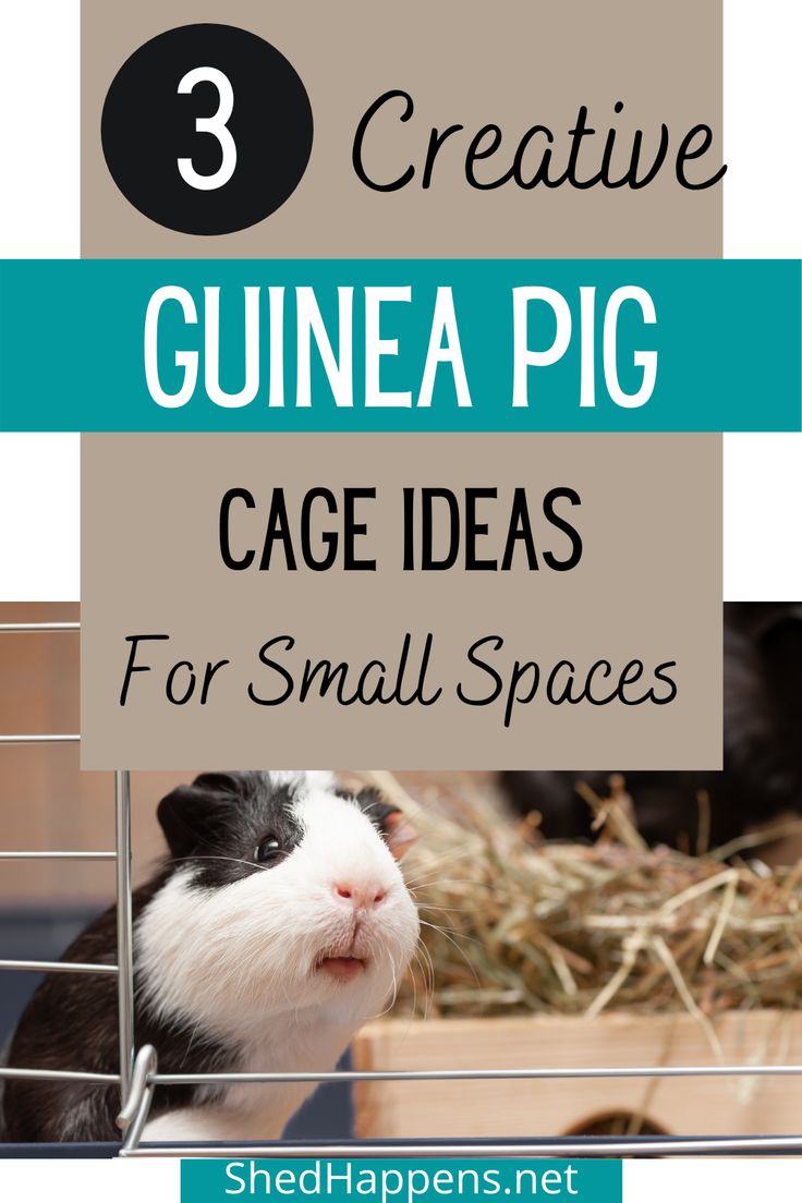 Black and white guinea pig standing in a cage, looking out the door, with a brown box containing hay back in the distance and the text '3 Creative Guinea Pig Cage Ideas for Small Spaces' Homemade Guinea Pig Cage, Diy Guinea Pig Toys, C C Guinea Pig Cage, Guinea Pig Habitat, Guinea Pig Supplies, Indoor Guinea Pig Cage, Guinea Pig Run, Pig Habitat, Guinea Pig Diet