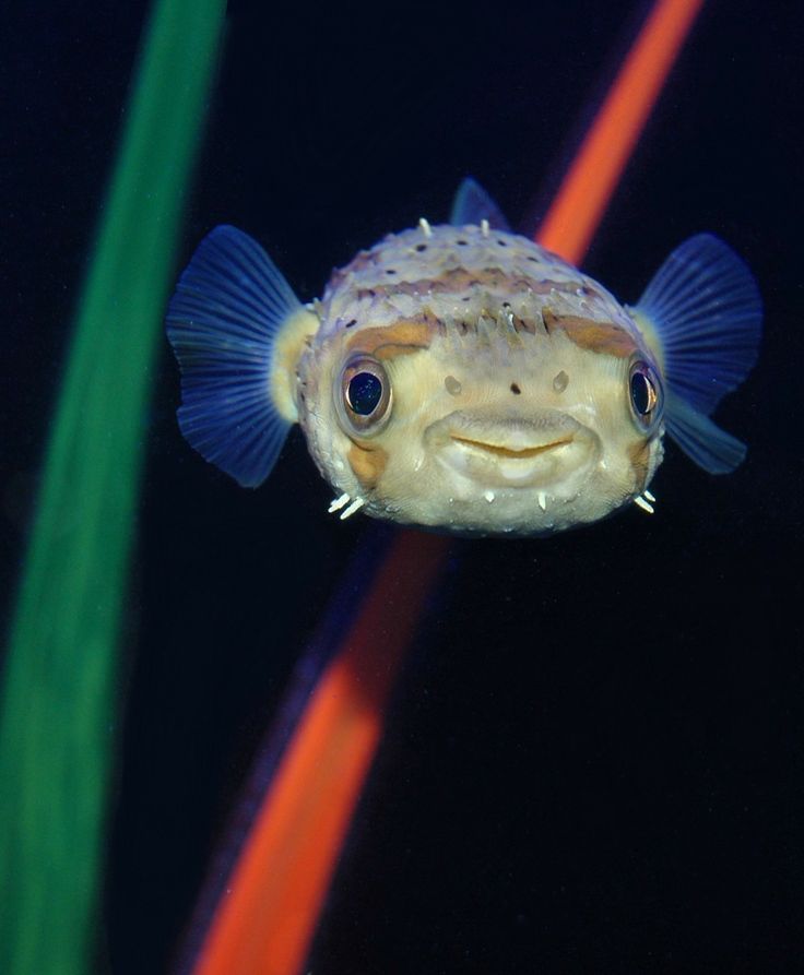 a puffer fish with blue and white stripes on it's body