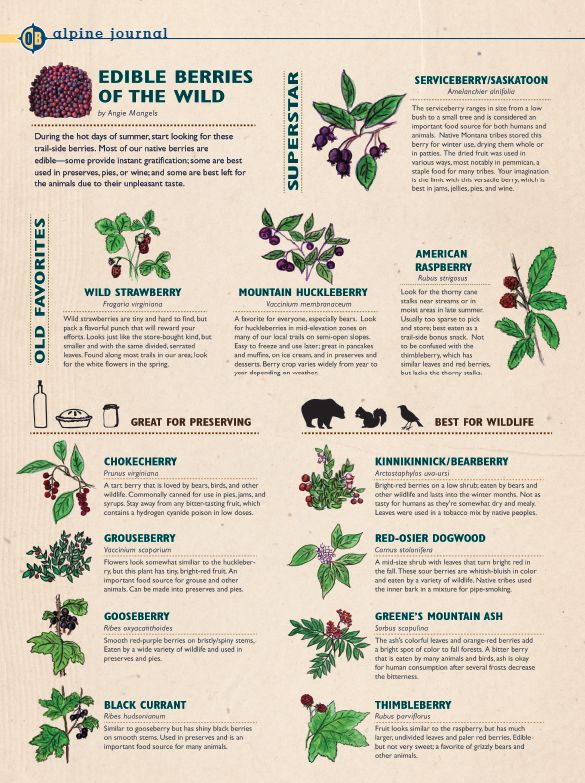 the edible berries of the wild are shown in this info sheet with information about them