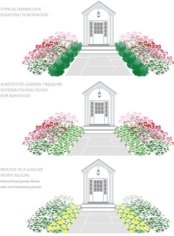 four different types of flowers and shrubs in various stages of blooming, with text describing the