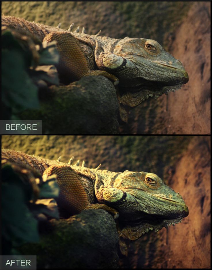 two pictures of an iguana in different stages of being reptiled to the ground