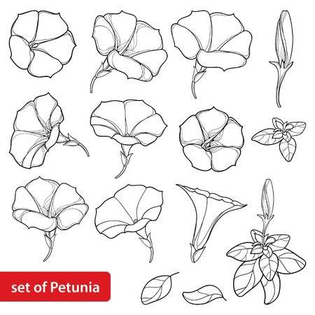 a set of petunia flowers and leaves