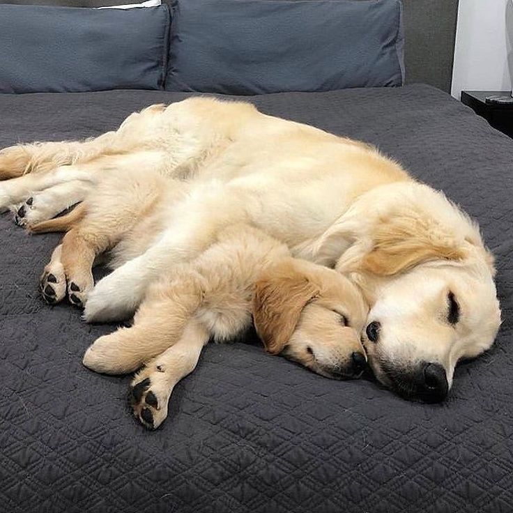 a large yellow dog laying on top of a bed next to a black comforter