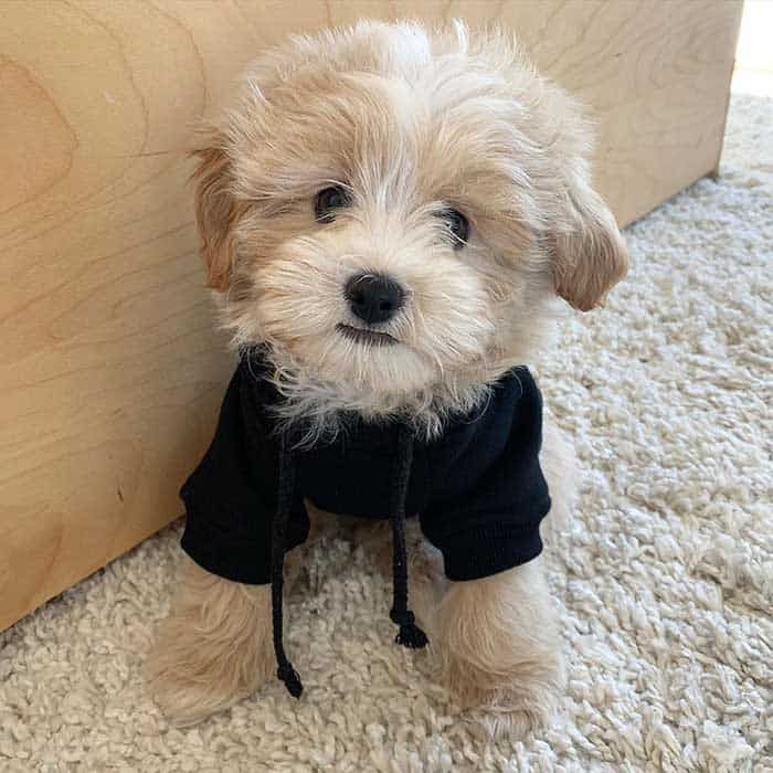 a small white dog wearing a black shirt and standing next to a wooden door on carpeted floor