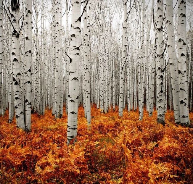 the woods are full of trees and orange leaves on the ground, with one tree in the foreground