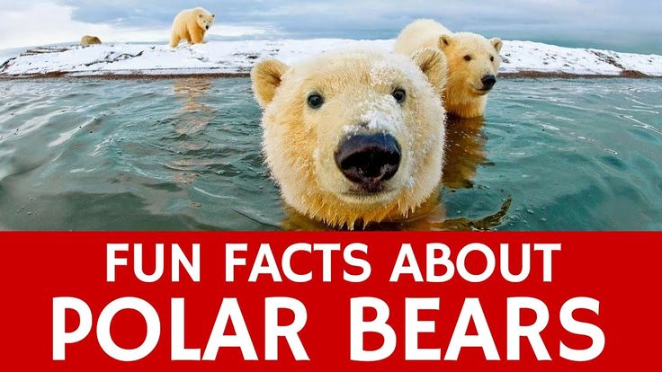 two polar bears swimming in the water with text overlay that reads fun fact about polar bears