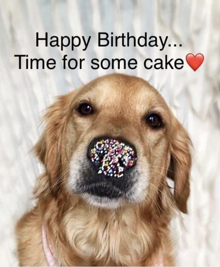 a dog with sprinkles on its nose looking at the camera and saying happy birthday time for some cake