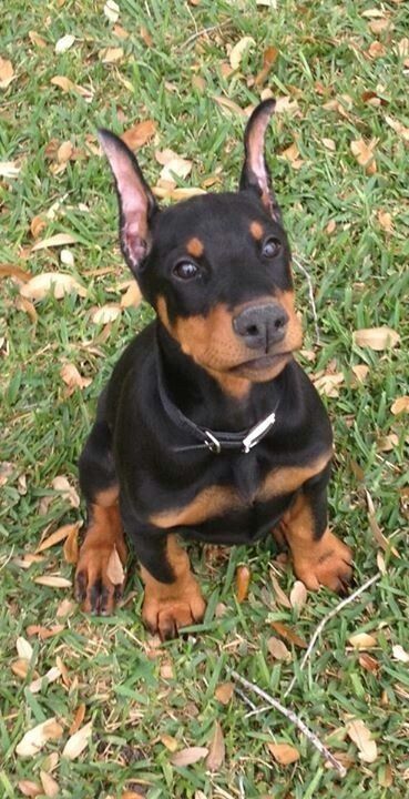 a small black and brown dog sitting in the grass