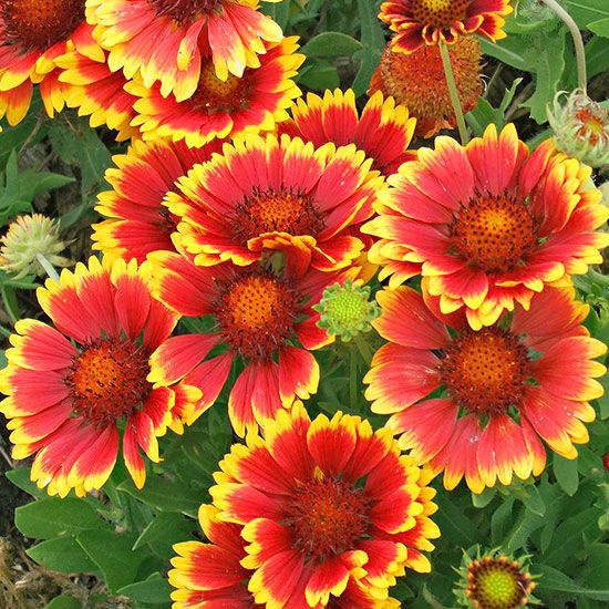 red and yellow flowers with green leaves in the background