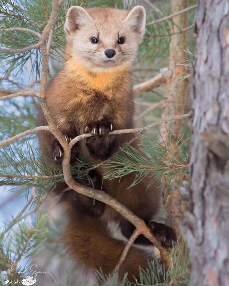 a small brown animal sitting on top of a tree branch in a pine filled forest