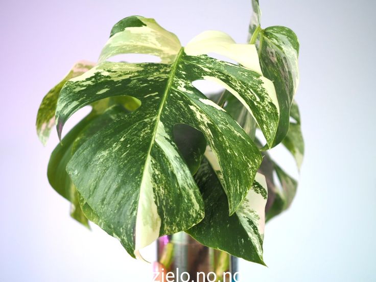 a close up of a green plant with white and yellow leaves in a glass vase