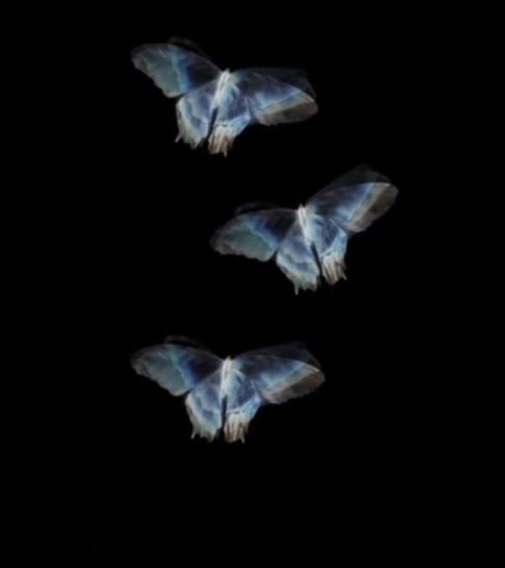 three butterflies are flying in the dark with their wings spread out and they appear to be blue