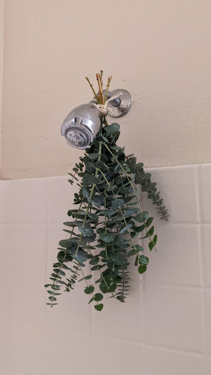 a green plant hanging from the side of a shower faucet