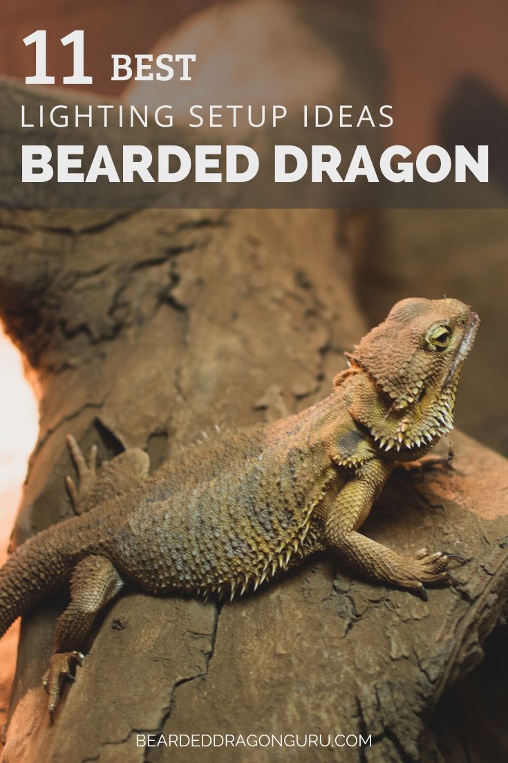 a bearded dragon sitting on top of a tree branch with the text 11 best lighting setup ideas