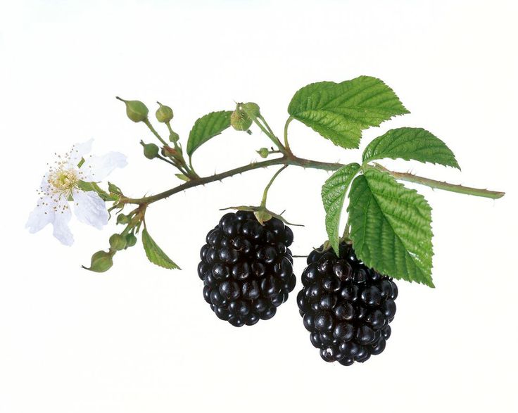 two blackberries on a branch with leaves and flowers