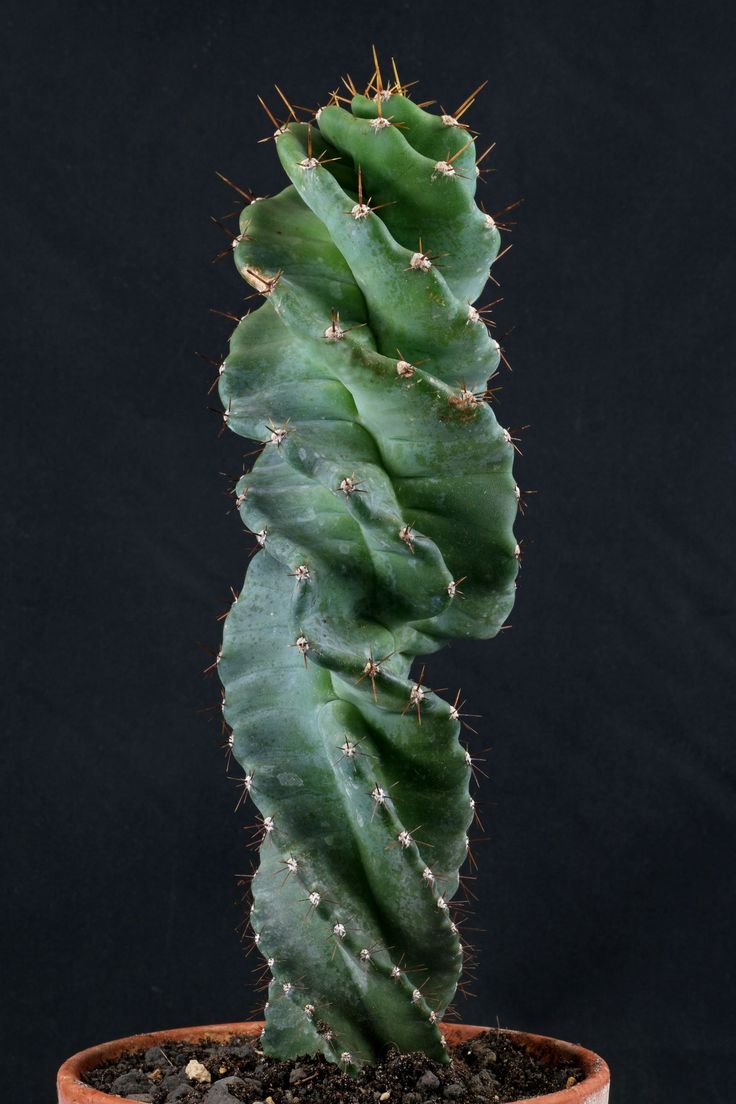 a large green cactus in a brown pot