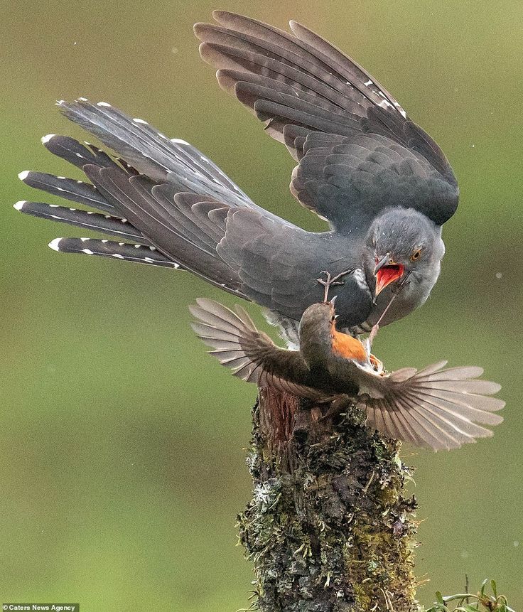 two birds are standing on top of a mossy tree branch with their beaks open