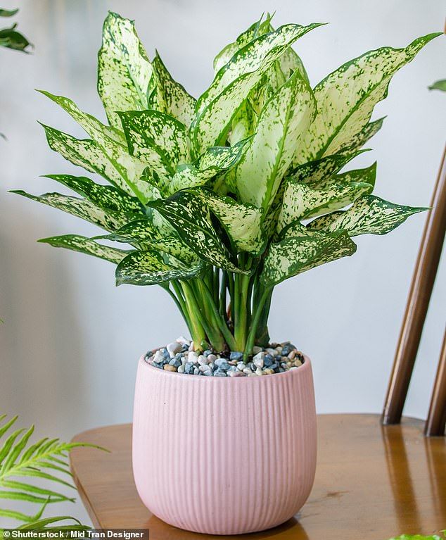 a potted plant sitting on top of a wooden table next to a green plant