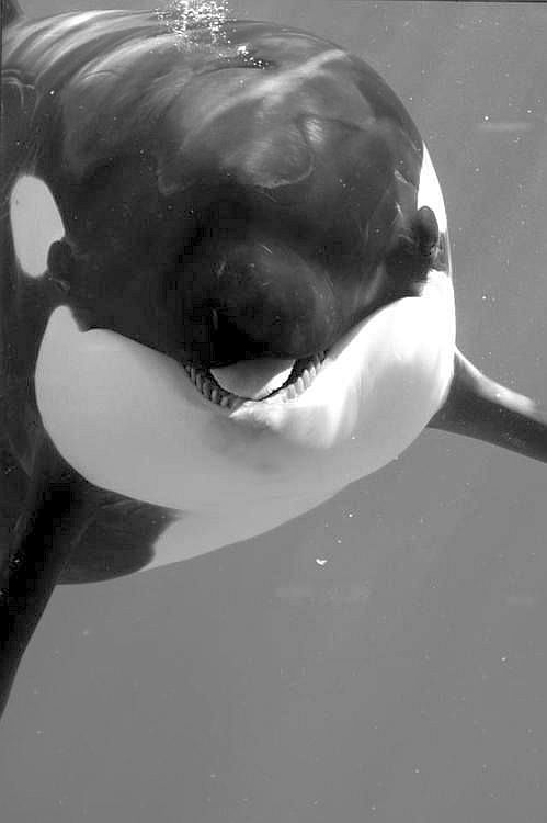 an orca swimming in the water with it's mouth open and tongue out