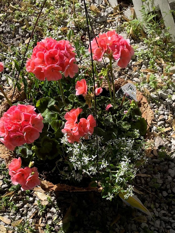 hanging basket with salmon pink geraniums and white Proven Wnners Diamond Frost Geranium Hanging Basket Ideas, Zonal Geraniums, Hanging Baskets Diy, Diamond Frost, Large Scale Wall Art, Creative Planter, Snow In Summer, Diy Planter Box, Red Geraniums