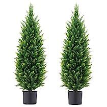 two potted trees are shown side by side