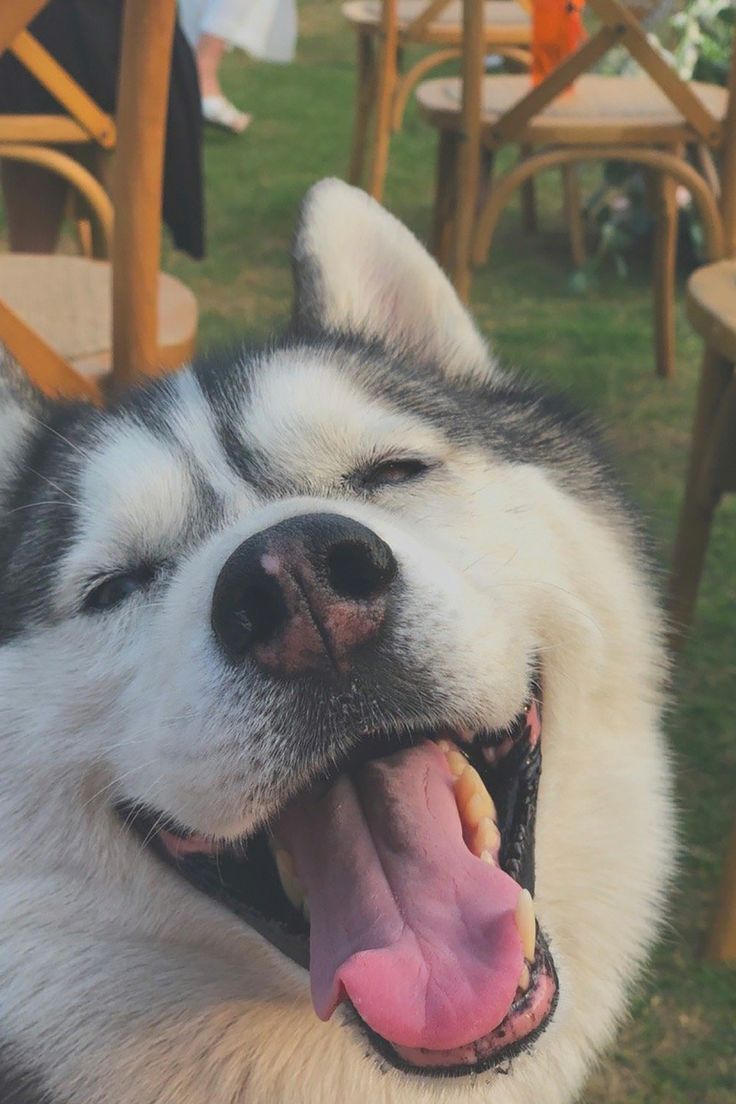 a close up of a dog with its mouth open and it's tongue hanging out