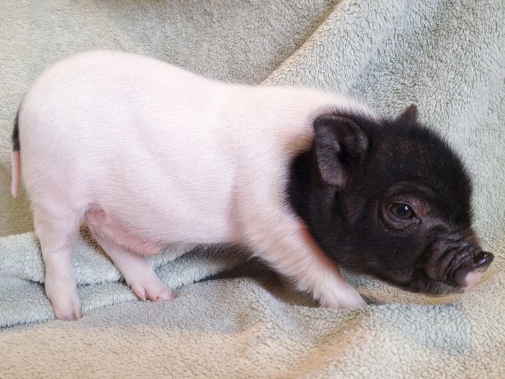 a small black and white pig laying on top of a blanket next to a stuffed animal