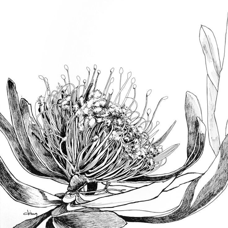 a black and white drawing of a flower