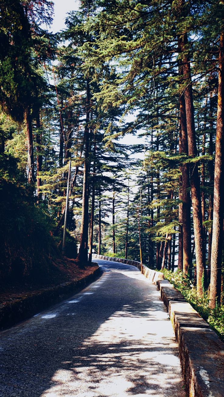 an empty road surrounded by tall trees on both sides