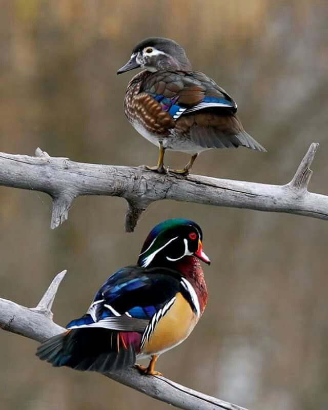 two colorful birds perched on top of a tree branch