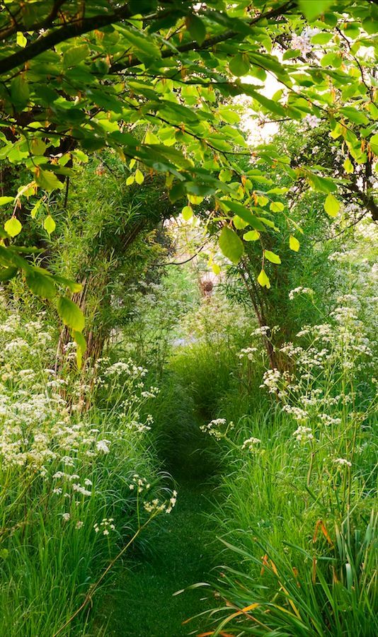 the path is surrounded by tall grass and trees