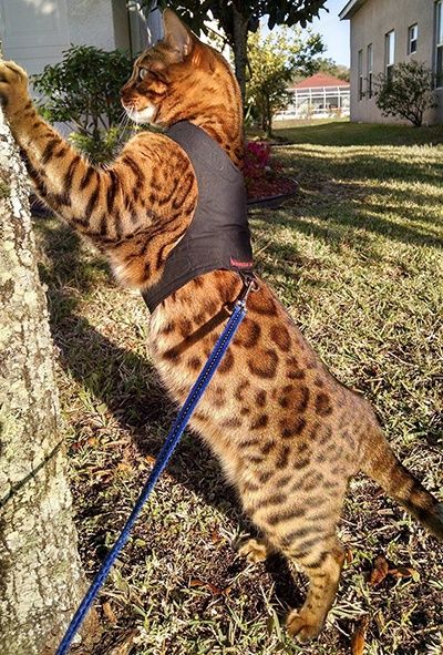 a cat climbing up the side of a tree to get something out of its mouth