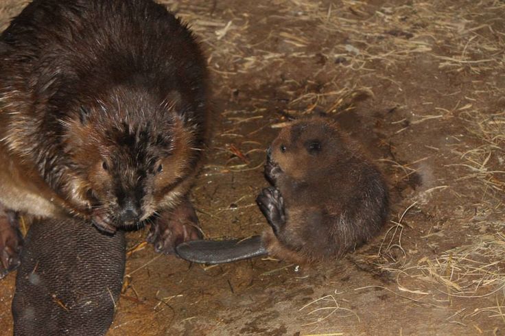 a couple of animals that are next to each other on some dirt and straw flooring