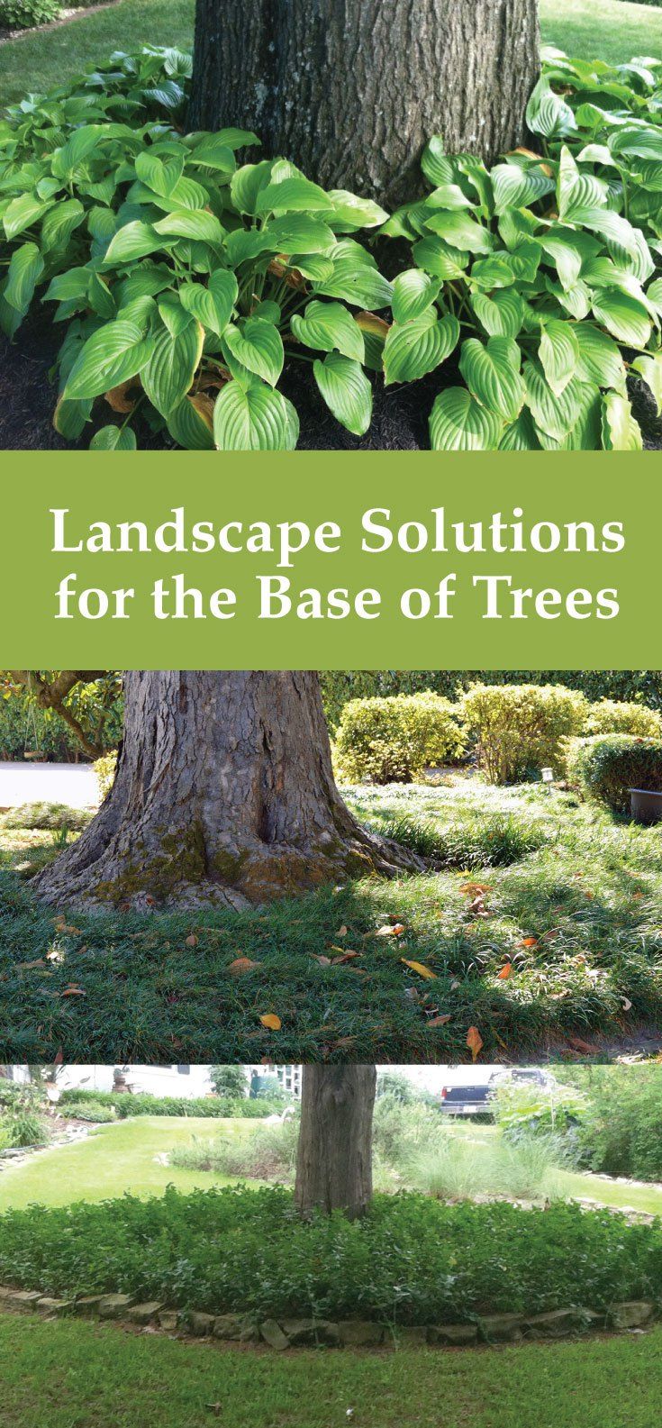 landscape solutions for the base of trees