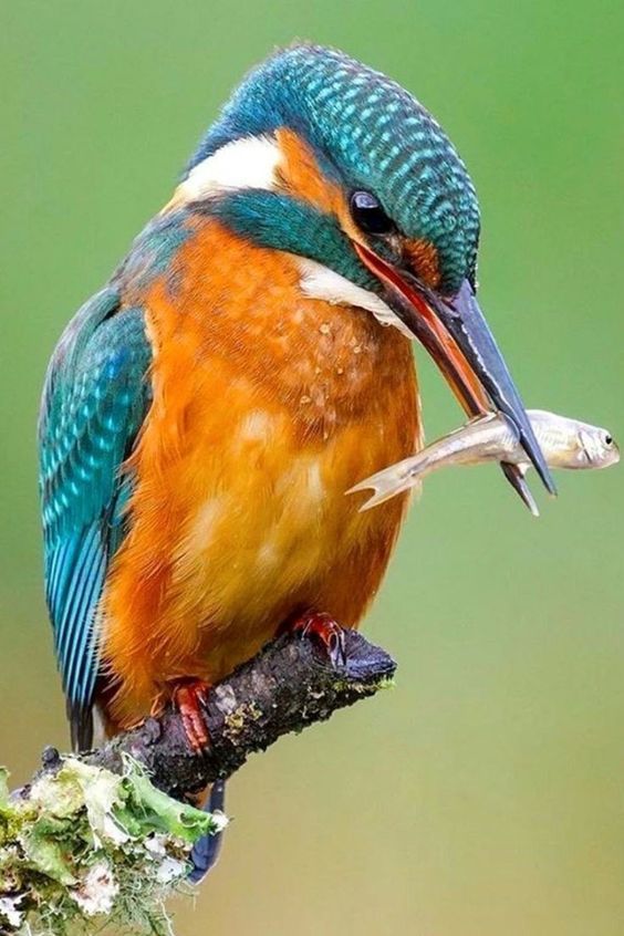 a colorful bird sitting on top of a branch with a worm in it's mouth