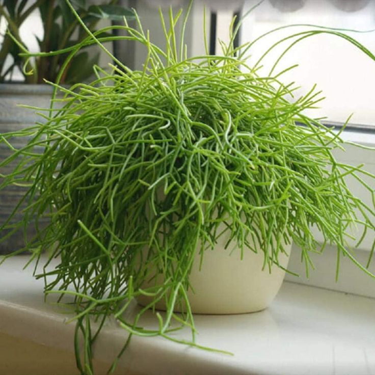 two potted plants sitting on a window sill