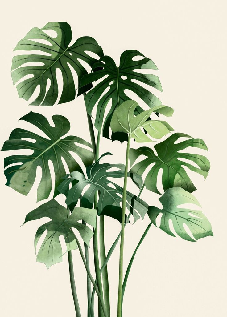 a plant with large green leaves in a pot